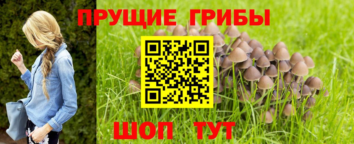 Иваново  Псилоцибиновые грибы Psilocybine cubensis  Вход с VPN 